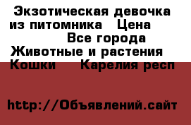 Экзотическая девочка из питомника › Цена ­ 25 000 - Все города Животные и растения » Кошки   . Карелия респ.